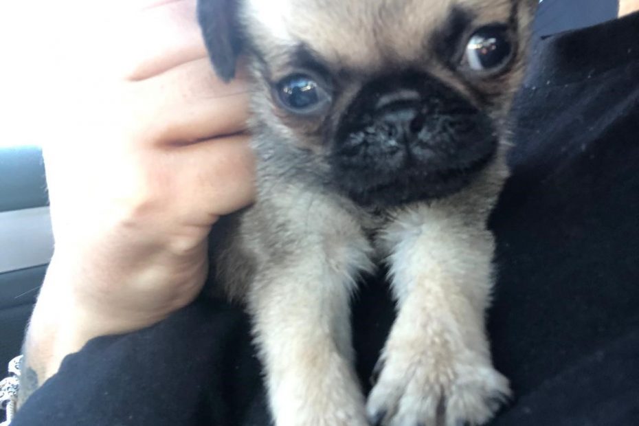 Chloe Robinson puppy farmer Doug puppy